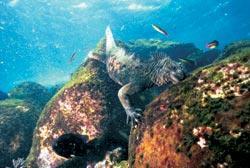 Журнал «Вокруг Света» №06 за 2007 год - TAG_img_cmn_2007_05_04_075_jpg415389