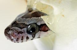 Журнал «Вокруг Света» №06 за 2010 год - TAG_img_cmn_2010_08_10_004_jpg244106