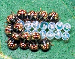 Журнал «Вокруг Света» №07 за 2007 год - TAG_img_cmn_2007_05_06_007_jpg3580