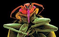 Журнал «Вокруг Света» №07 за 2008 год - TAG_img_cmn_2008_07_04_016_jpg109400