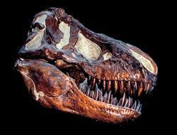 Журнал «Вокруг Света» №07 за 2008 год - TAG_img_cmn_2008_07_10_025_jpg749781