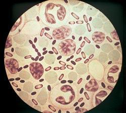 Журнал «Вокруг Света» №07 за 2008 год - TAG_img_cmn_2008_07_17_006_jpg460155