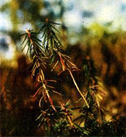 Журнал «Вокруг Света» №08 за 1973 год - TAG_img_cmn_2007_07_24_049_jpg298970