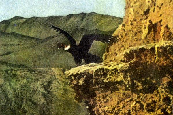 Журнал «Вокруг Света» №08 за 1973 год - TAG_img_cmn_2007_07_25_038_jpg22005