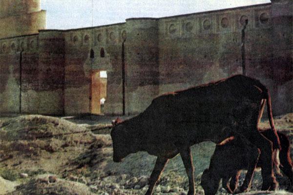 Журнал «Вокруг Света» №08 за 1979 год - TAG_img_cmn_2007_10_08_022_jpg689458