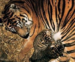 Журнал «Вокруг Света» №08 за 2007 год - TAG_img_cmn_2007_06_30_067_jpg936369