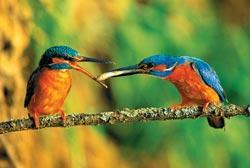 Журнал «Вокруг Света» №08 за 2009 год - TAG_img_cmn_2009_10_21_006_jpg52721