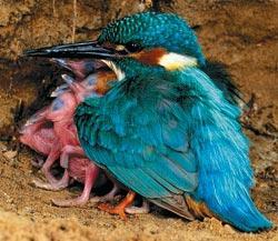 Журнал «Вокруг Света» №08 за 2009 год - TAG_img_cmn_2009_10_21_007_jpg558421