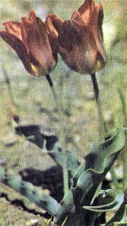 Журнал «Вокруг Света» №09 за 1976 год - TAG_img_cmn_2007_10_28_017_jpg659030