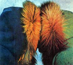 Журнал «Вокруг Света» №09 за 1978 год - TAG_img_cmn_2007_10_21_016_jpg159105