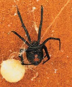 Журнал «Вокруг Света» №09 за 2002 год - TAG_img_cmn_2006_07_19_004_jpg225717