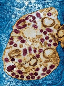 Журнал «Вокруг Света» №09 за 2007 год - TAG_img_cmn_2007_07_02_048_jpg156605