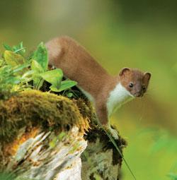 Журнал «Вокруг Света» №09 за 2009 год - TAG_img_cmn_2009_11_09_020_jpg47501