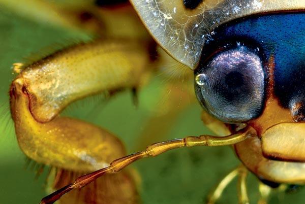 Журнал «Вокруг Света» №09 за 2010 год - TAG_img_cmn_2010_08_23_016_jpg947974