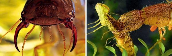 Журнал «Вокруг Света» №09 за 2010 год - TAG_img_cmn_2010_11_21_038_jpg887036