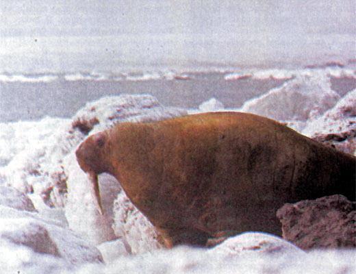 Журнал «Вокруг Света» №10 за 1987 год - TAG_img_cmn_2007_04_23_034_jpg169190