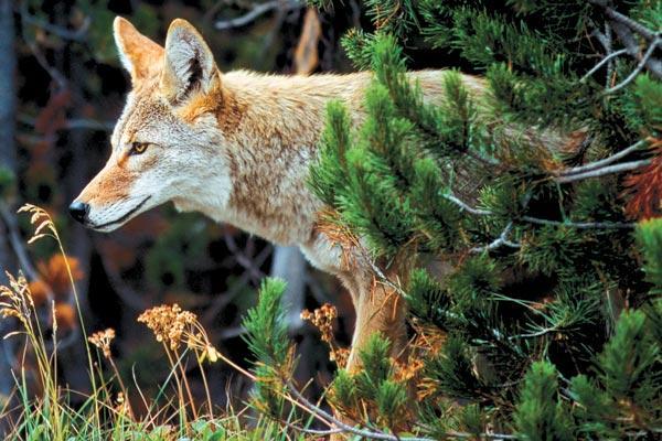 Журнал «Вокруг Света» №10 за 2008 год - TAG_img_cmn_2008_09_26_013_jpg658234