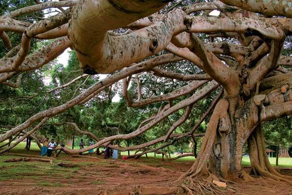 Журнал «Вокруг Света» №10 за 2009 год - TAG_img_cmn_2009_11_05_004_jpg192696