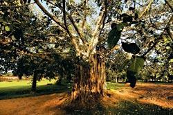 Журнал «Вокруг Света» №10 за 2009 год - TAG_img_cmn_2009_11_24_017_jpg41289