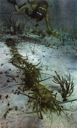 Журнал «Вокруг Света» №11 за 1976 год - tag_img_cmn_2007_09_04_022_jpg186553.jpeg