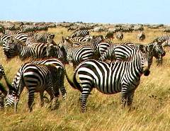 Журнал «Вокруг Света» № 11 за 2003 год - any2fbimgloader53.jpeg