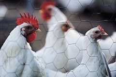 Журнал «Вокруг Света» № 11 за 2003 год - any2fbimgloader63.jpeg