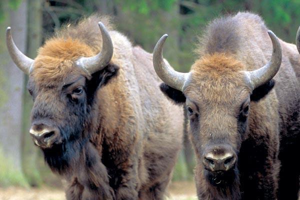 Журнал «Вокруг Света» №11 за 2006 год - TAG_img_cmn_2007_03_03_069_jpg651662