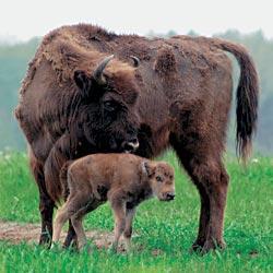 Журнал «Вокруг Света» №11 за 2006 год - TAG_img_cmn_2007_03_03_070_jpg730108