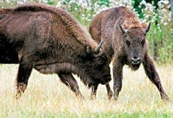 Журнал «Вокруг Света» №11 за 2006 год - TAG_img_cmn_2007_03_03_071_jpg654847