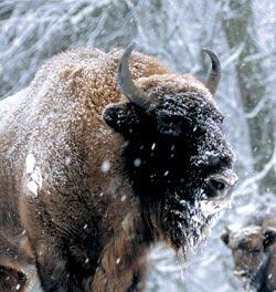 Журнал «Вокруг Света» №11 за 2006 год - TAG_img_cmn_2007_03_03_072_jpg431622