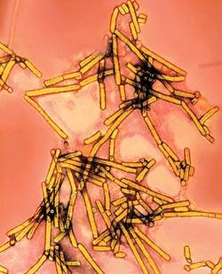 Журнал «Вокруг Света» №11 за 2006 год - TAG_img_cmn_2007_03_04_025_jpg644319
