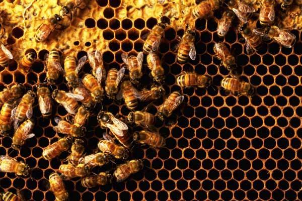 Журнал «Вокруг Света» №11 за 2007 год - TAG_img_cmn_2007_10_31_015_jpg764240