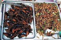 Журнал «Вокруг Света» №11 за 2008 год - TAG_img_cmn_2008_12_16_003_jpg644099