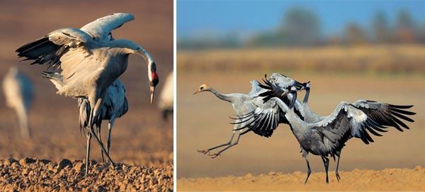 Журнал «Вокруг Света» №11 за 2008 год - TAG_img_cmn_2008_12_17_012_jpg64296