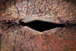 Журнал «Вокруг Света» №11 за 2009 год - TAG_img_cmn_2009_12_10_004_jpg630502