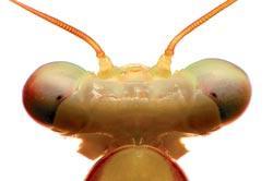 Журнал «Вокруг Света» №11 за 2009 год - TAG_img_cmn_2009_12_10_008_jpg904378