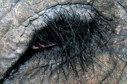 Журнал «Вокруг Света» №11 за 2009 год - TAG_img_cmn_2009_12_10_009_jpg436518