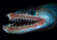 Журнал «Вокруг Света» №11 за 2010 год - TAG_img_cmn_2011_01_27_018_jpg349634