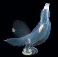 Журнал «Вокруг Света» №11 за 2010 год - TAG_img_cmn_2011_01_28_004_jpg534229