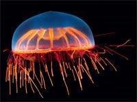 Журнал «Вокруг Света» №11 за 2010 год - TAG_img_cmn_2011_02_10_003_jpg547321