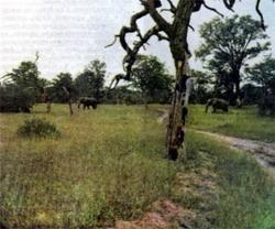 Журнал «Вокруг Света» №12 за 1987 год - TAG_img_cmn_2007_04_24_027_jpg683859