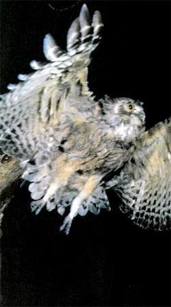 Журнал «Вокруг Света» №12 за 1987 год - TAG_img_cmn_2007_04_24_036_jpg794627