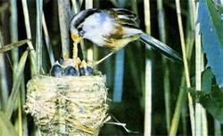 Журнал «Вокруг Света» №12 за 1987 год - TAG_img_cmn_2007_04_24_037_jpg630355