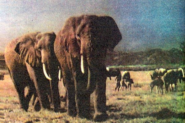 Журнал «Вокруг Света» №12 за 1991 год - TAG_img_cmn_2010_07_02_002_jpg651376