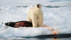 Журнал «Вокруг Света» № 12 за 2003 год - any2fbimgloader34.jpeg