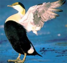 Журнал «Вокруг Света» № 12 за 2004 год (2771) - any2fbimgloader17.jpeg