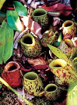 Журнал «Вокруг Света» №12 за 2005 год - TAG_img_cmn_2006_11_28_041_jpg57505