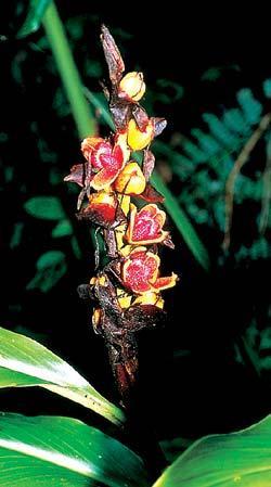 Журнал «Вокруг Света» №12 за 2005 год - TAG_img_cmn_2006_11_28_048_jpg717687