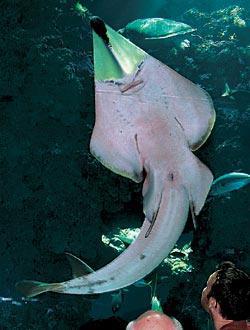 Журнал «Вокруг Света» №12 за 2006 год - TAG_img_cmn_2007_03_06_019_jpg793757