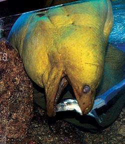 Журнал «Вокруг Света» №12 за 2006 год - TAG_img_cmn_2007_03_06_025_jpg400751